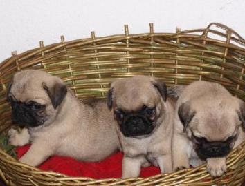 Mops Welpen, gechipt, geimpft,beige u. sc