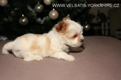 GOLDDUST und BIEWER Yorkshire terrier
