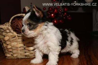 GOLDDUST und BIEWER Yorkshire terrier
