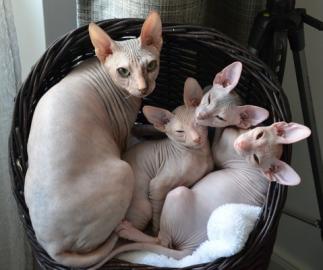 verkaufe 3 Canadian Sphynx Kitten