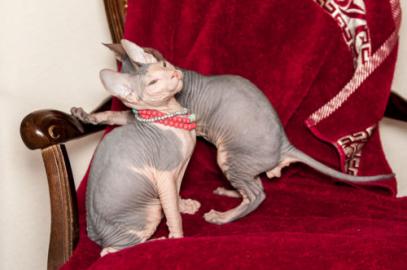 verkaufe 3 Canadian Sphynx Kitten