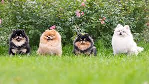 Pomeranian Welpen WhatsApp +34631013227
