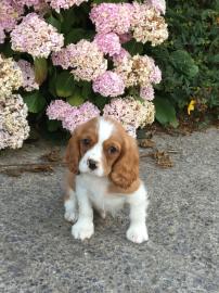 Cavalier King Charles Welpen. 