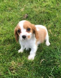 Cavalier King Charles Welpen. 