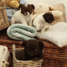 S?ssse Chihuahuawelpen zu verkaufen