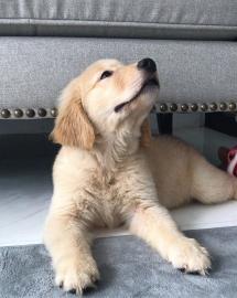 Golden Retriever-Welpen