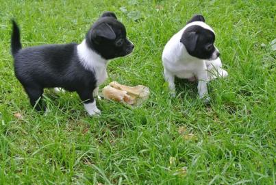Zauberhafte Chihuahua Welpen