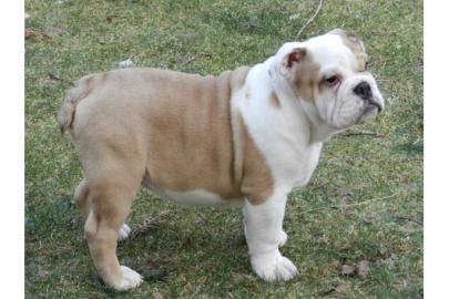 English Bulldog Welpen
