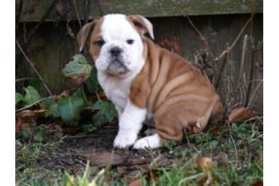 English Bulldog Welpen