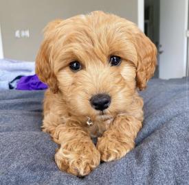 Schone Labradoodle AZ !