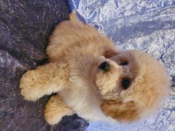 Poochon-Welpen,