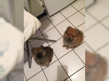 Pomeranian Zwergspitz Welpen
