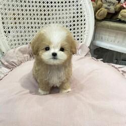 Maltipoo-Welpen jetzt verf�gbar