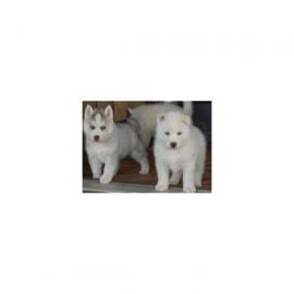 Seberian Huskies