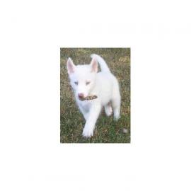 Seberian Huskies