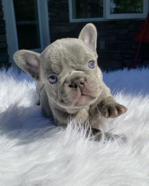 Franz�sische Bulldogge Welpen Blue /Blau