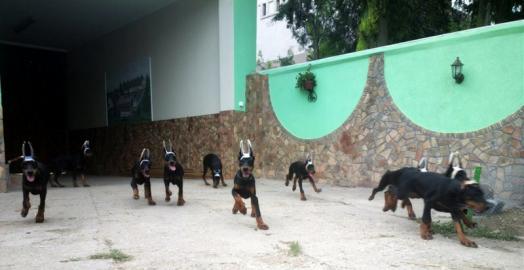Sch�ne reinrassige Dobermannwelpen mit P