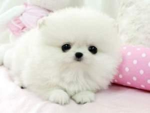 Sch�ne Zwergspitz / Pomeranian Welpen