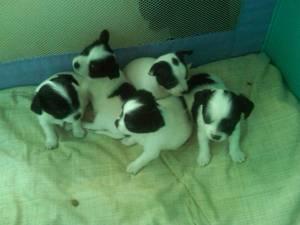 Tempramentvolle Chihuahua Welpen 100EUR