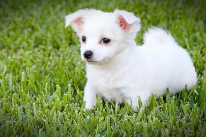 Tempramentvolle Chihuahua Welpen 100EUR