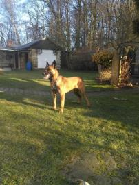 Belgischer Sch�ferhund Malinois