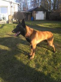 Belgischer Sch�ferhund Malinois