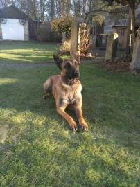Belgischer Sch�ferhund Malinois