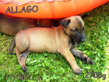 Malinois