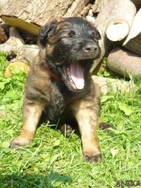 Malinois