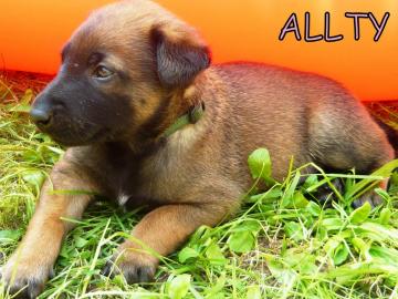 Malinois