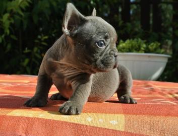 Franz�sische-Bulldoggen- Mix welpen such