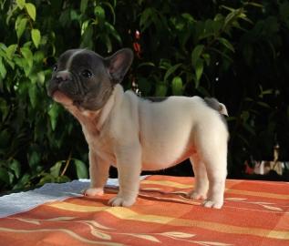Franz�sische-Bulldoggen- Mix welpen such