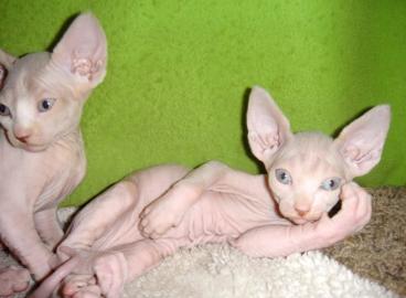 Sphynx K�tzchen