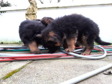 Deutscher Sch?ferhund Welpen