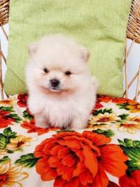 Zwergspitz Pomeranian welpen
