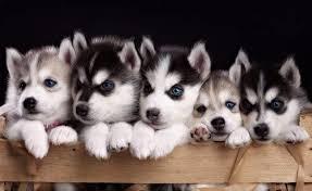 Siberian Husky Welpen