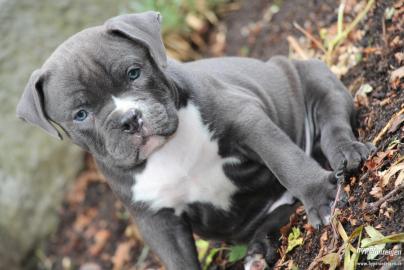 Reinrassige Pitbull Welpen