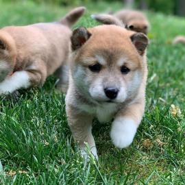 Shiba Inu welpen suchen neues Zuhause