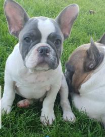Franz�sische bulldogge welpen