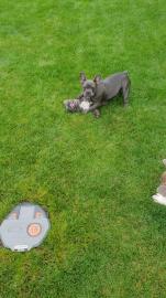 Franz�sische bulldogge welpen