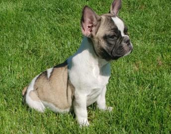 Franz�sische bulldogge welpen
