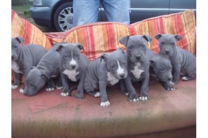 Reinrassige Pitbull Welpen