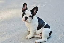 Bulldogge Francias zur Adoption . . . . . 
