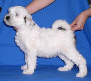 Tibet Terrier Welpen (m.  Ahnentafel)