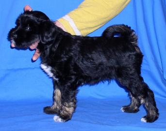 Tibet Terrier Welpen (m.  Ahnentafel)