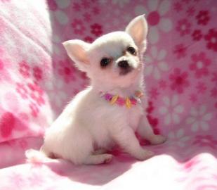 Chihuahua-Welpen mit Stammbaum