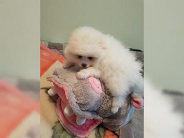 Pomeranian Zwergspitz wei? Mini