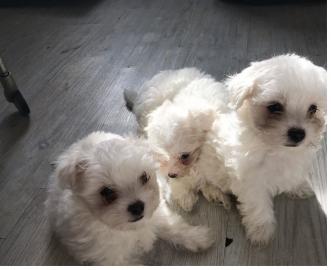 maltesischer Welpe