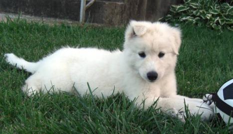 Golden Retriever Welpen ab sofort abzuge
