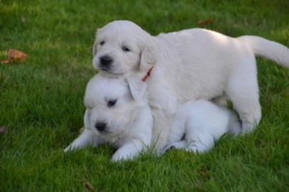 Golden Retriever Welpen ab sofort abzuge